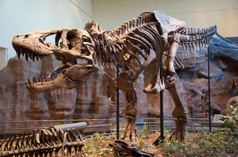 Tyrannosaurus rex fossil at the Carnegie Museum of Natural History, Pittsburgh
